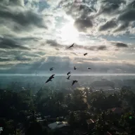 Birds against sunbeams above houses and palms
