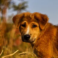 Young dog in the evening light
