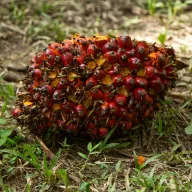 Oil palm fruit bunch on the ground