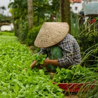 Woman with a conical hat harvesting greens in a vegetable garden