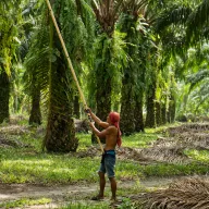 Harvester with a long pole among oil palms