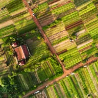 Vegetable fields in fine stripes, from above