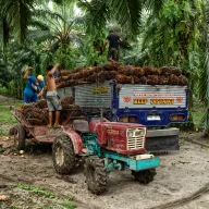 Workers loading oil palm fruit onto a truck