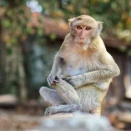 Macaque sitting and looking into the camera