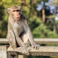 Macaque sitting on a wooden railing