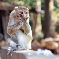 Young macaque on a wall