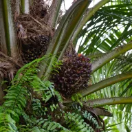 Oil palm fruit bunches on the tree