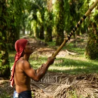 Harvester with a red headscarf and a long pole looking up into a palm