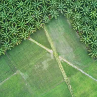 Palm plantation bordering green fields, from above
