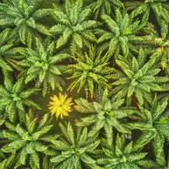 Palm crowns from above with one yellow flowering tree