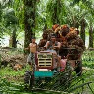Man on a tractor loaded with oil palm fruit in the plantation