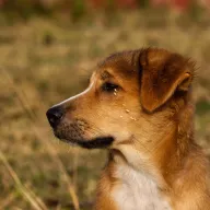 Young dog in profile