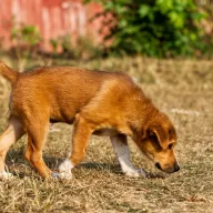 Young dog sniffing in dry grass