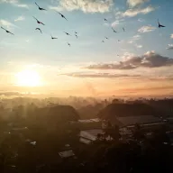 Sunrise over misty treetops with birds in the sky, from above
