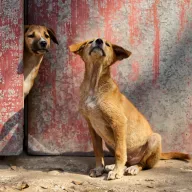 Young dog sitting in front of a weathered red metal wall looking up, a second one peeking around the corner