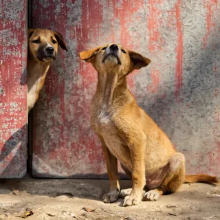 Junger Hund sitzt vor einer verwitterten roten Blechwand und blickt nach oben, ein zweiter schaut um die Ecke