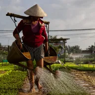 Woman with a conical hat watering vegetable beds with two cans on a shoulder pole